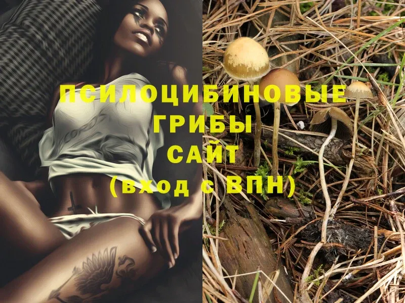 Псилоцибиновые грибы Cubensis  Зима 